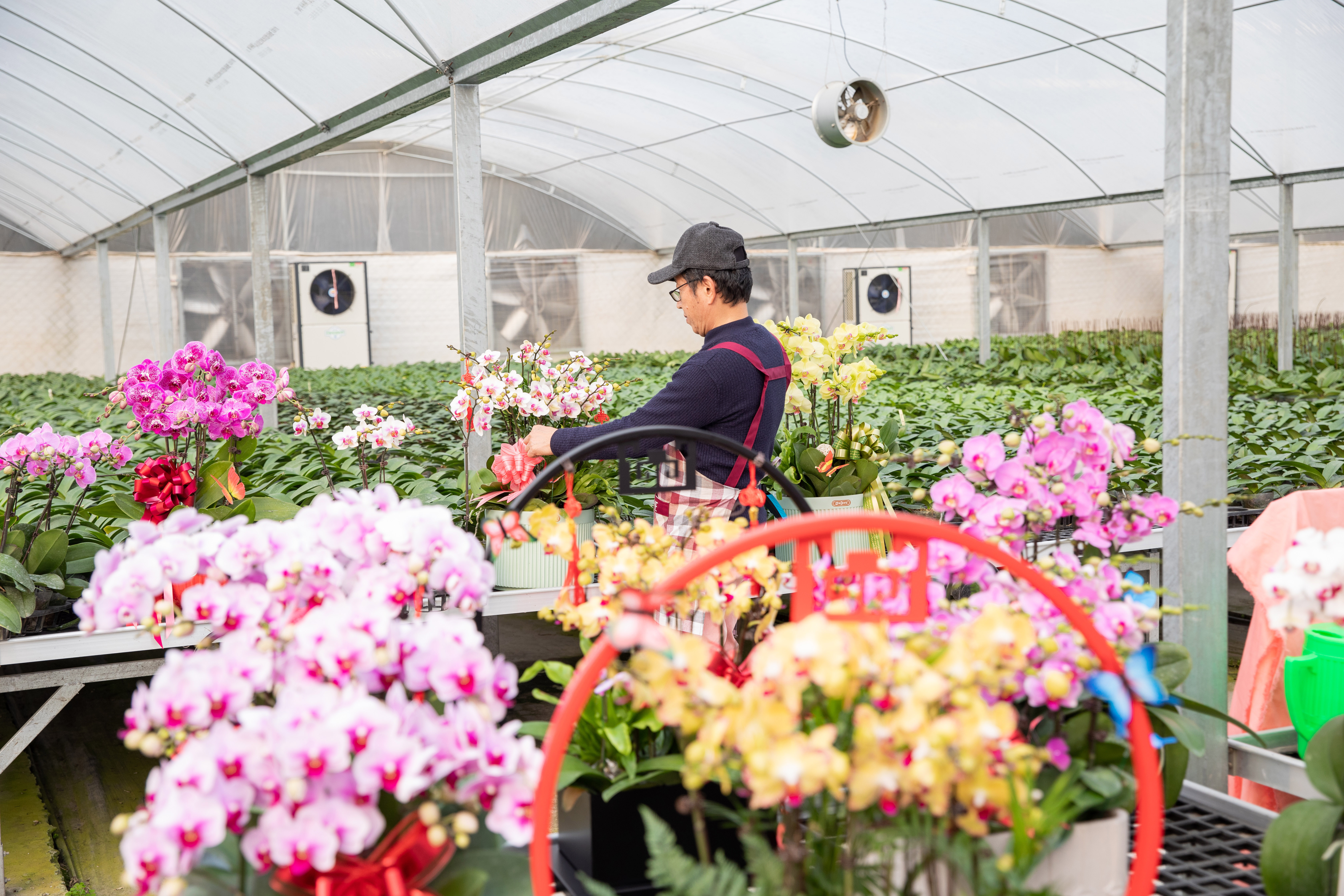 年宵花開始銷售