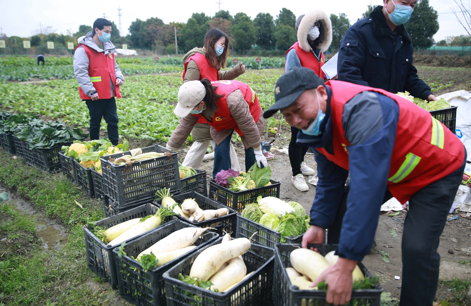 共富菜園 愛心幫扶