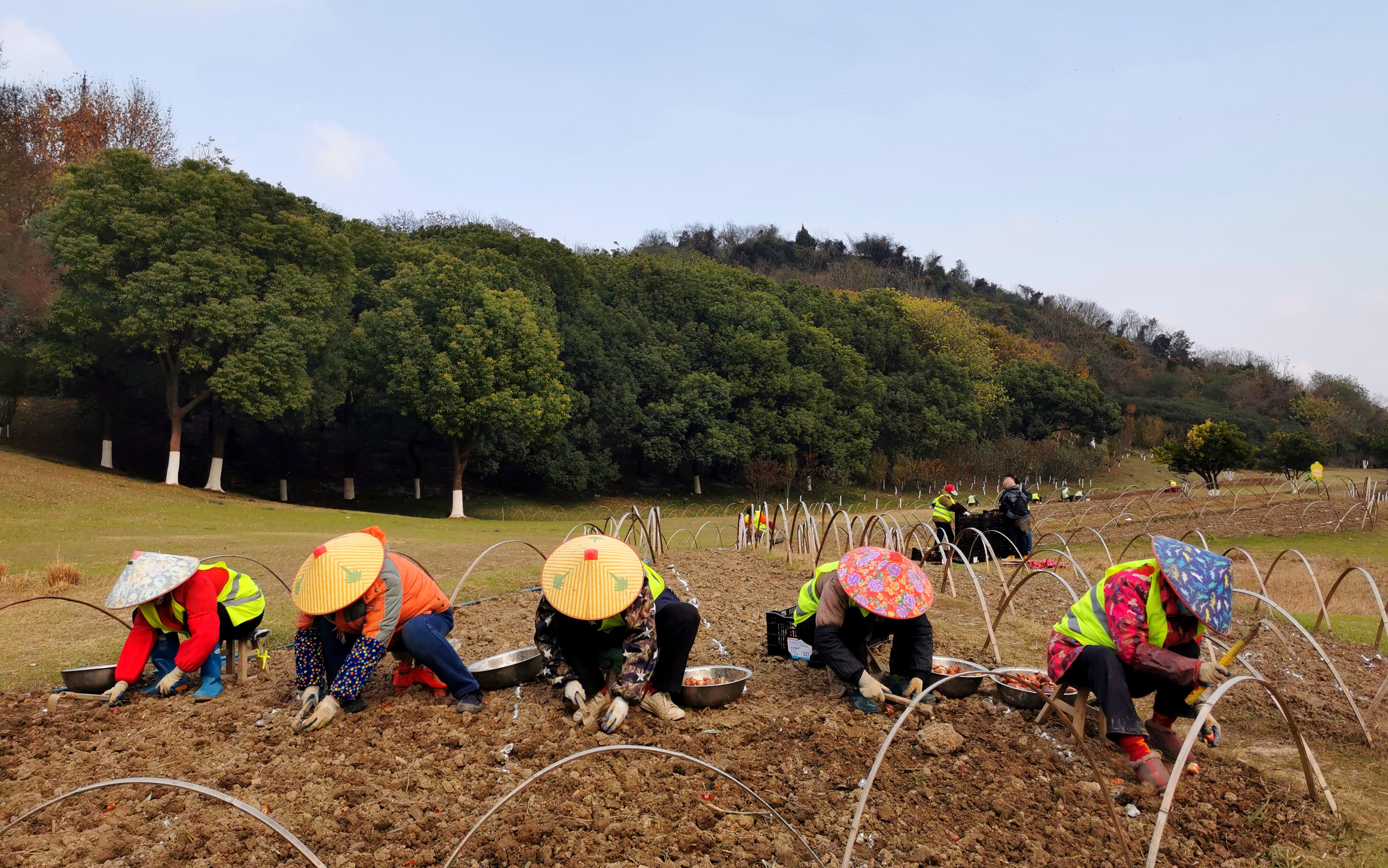 種植郁金香  扮靚城市新景地