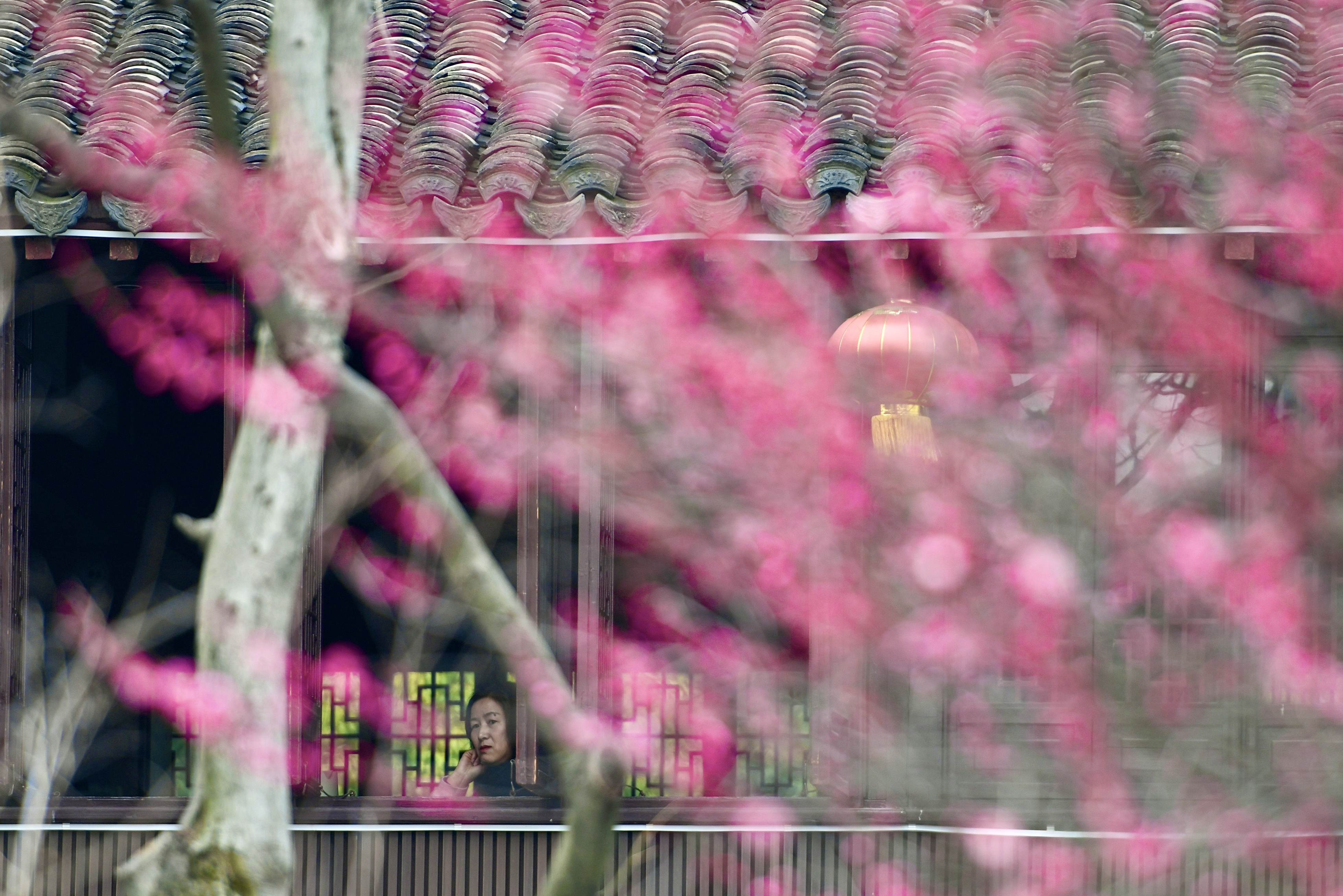 雨潤(rùn)梅花