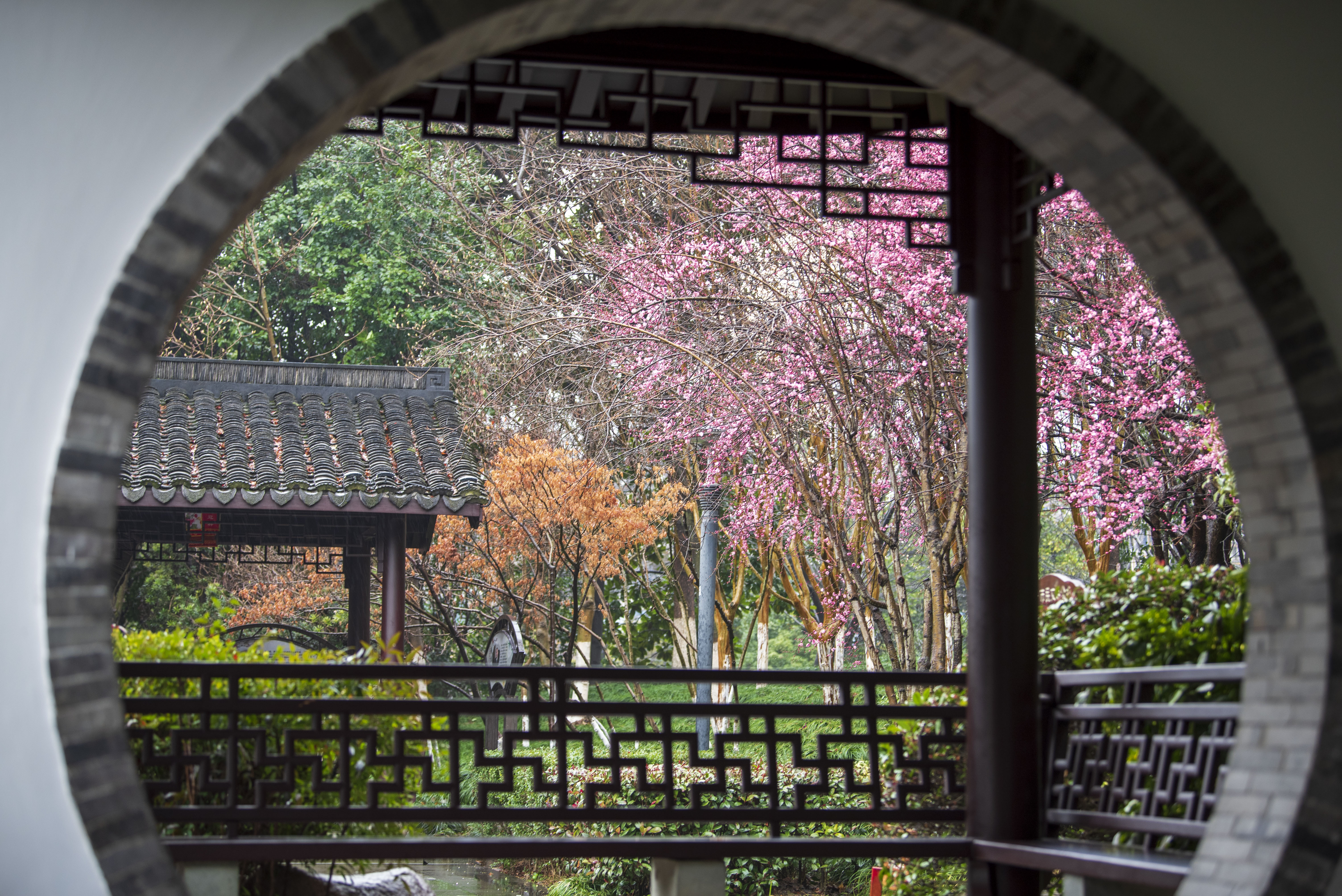 雨中探梅分外美