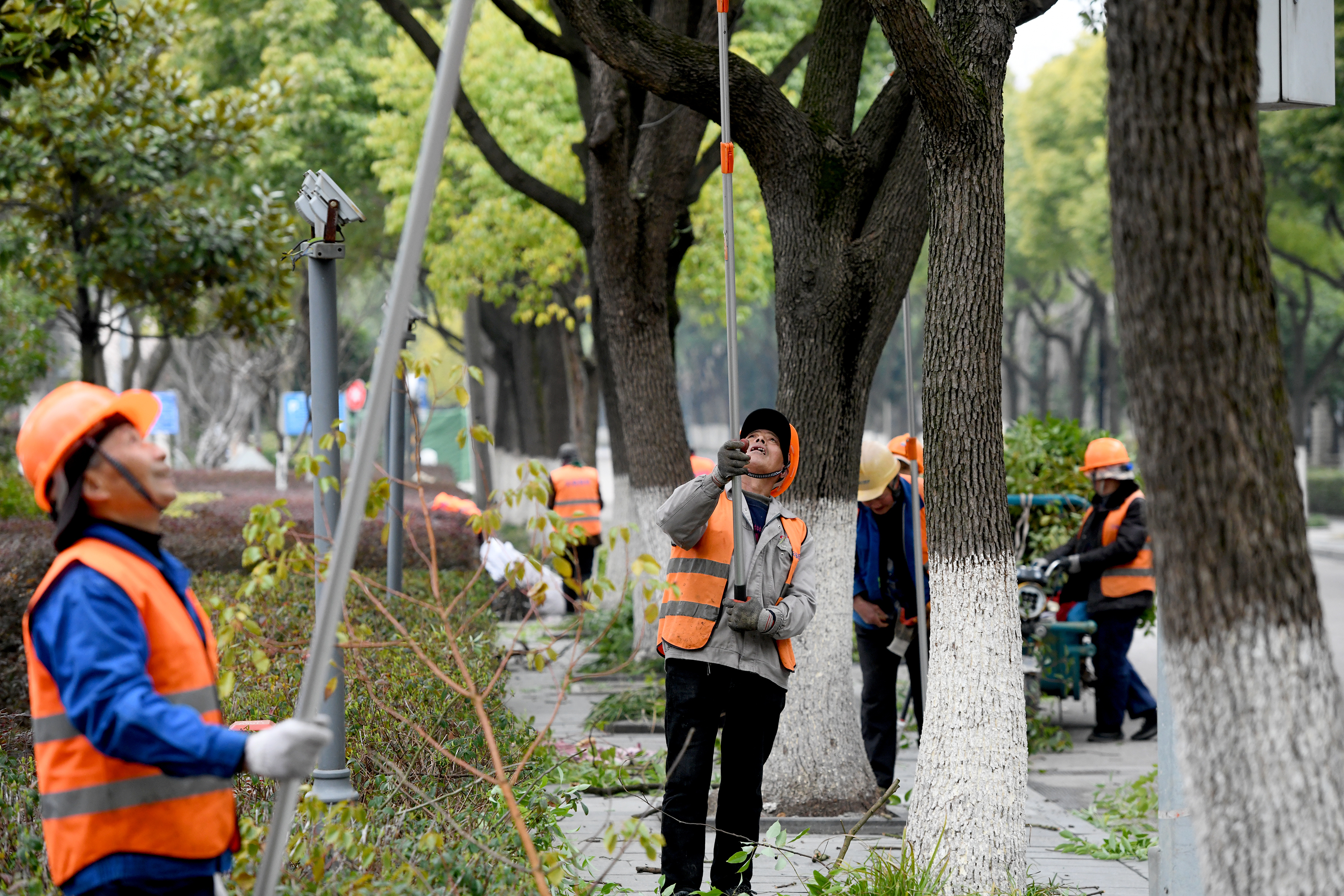 路邊行道樹 開春細(xì)打理