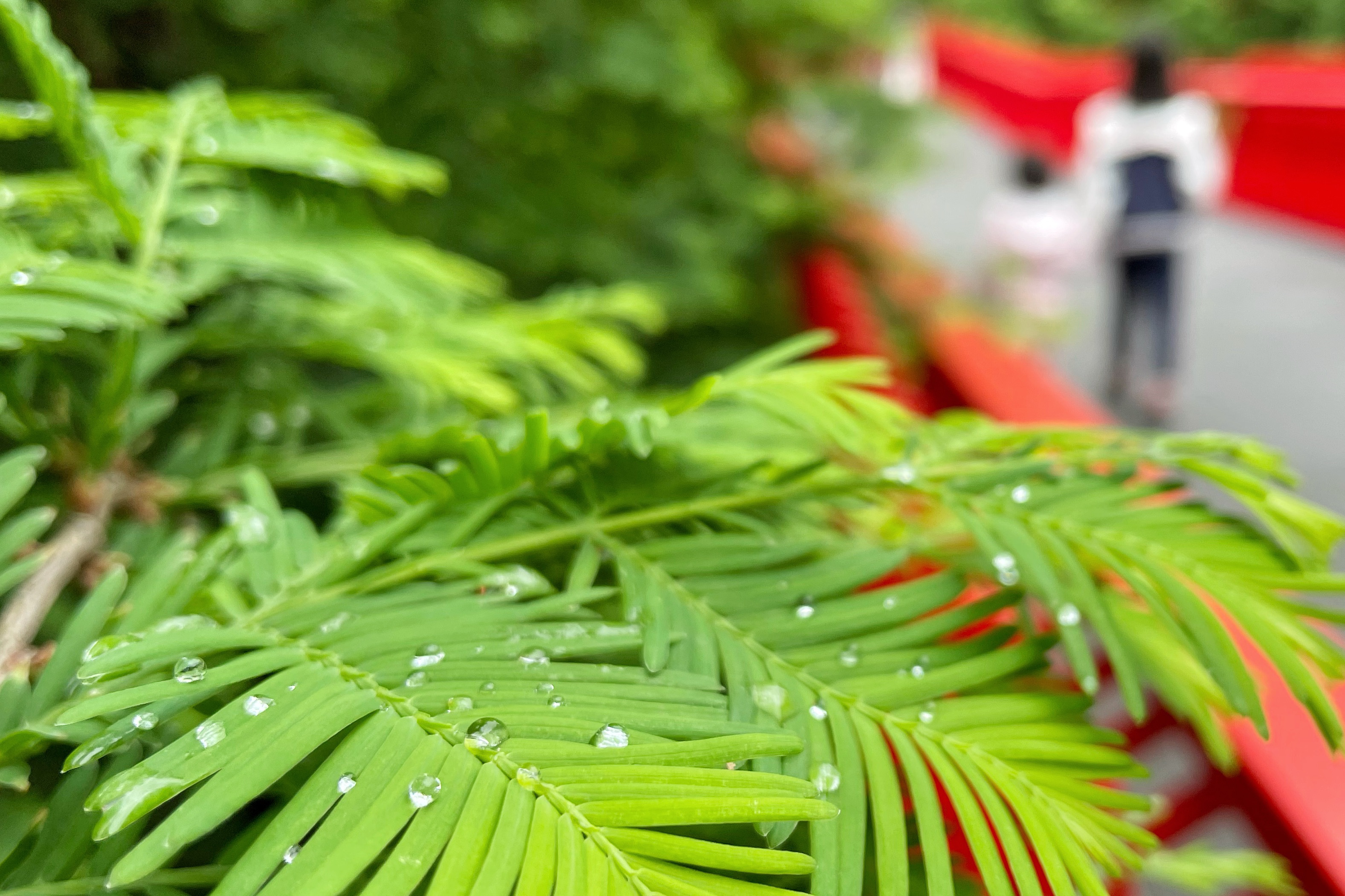 雨后西南湖