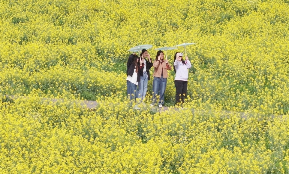 油菜花開引客來