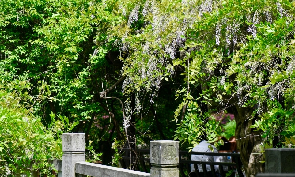 百年紫藤花開古韻