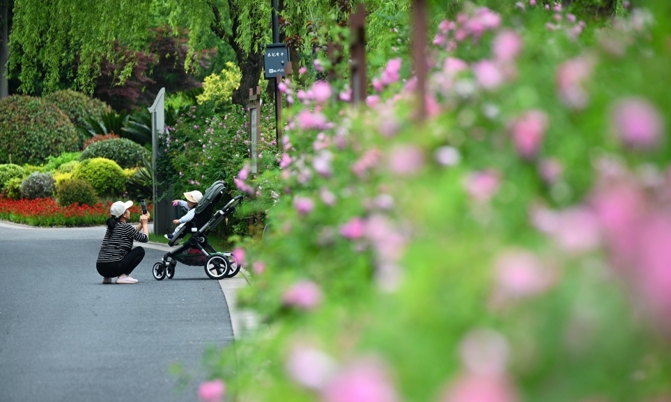 凌公塘公園薔薇盛開 陰云難掩春色撩人