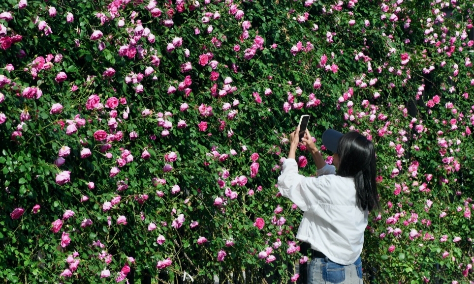 薔薇花墻浪漫芬芳