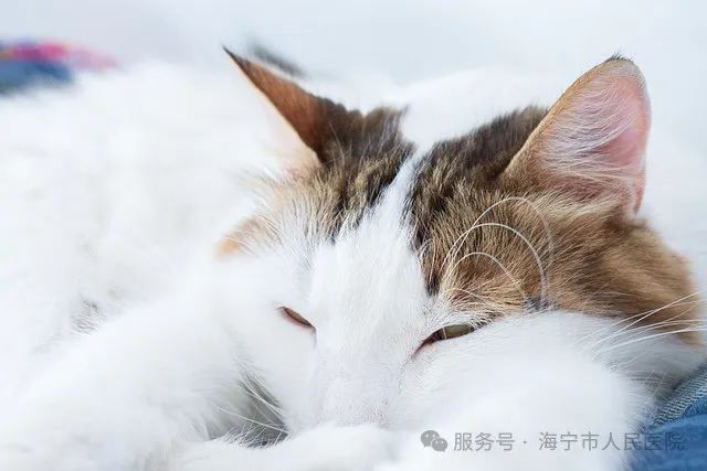 https://mmecoa.qpic.cn/sz_mmecoa_jpg/nergRibqqrNiaym6MCRgalJicPl0oz4YV8oeyKZl2hkmYT7nA0Wg1wJia5dYWickZDbiaJlZWtSKSma1GicN5qibqNg0Gw/640?wx_fmt=jpeg 無(wú)版權(quán)圖