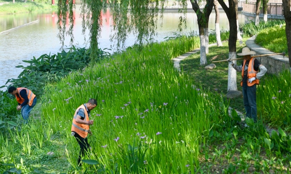 除草維護(hù)生態(tài)美