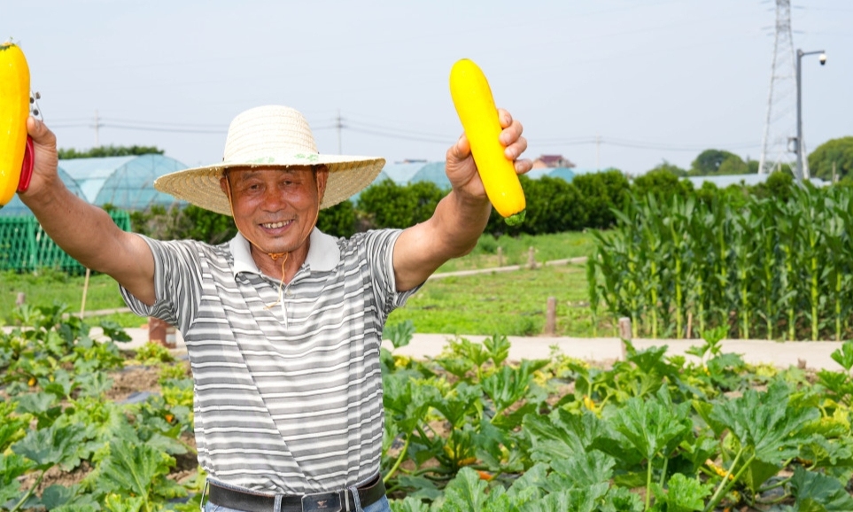 可鮮食“黃金西葫蘆”上新！