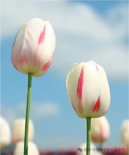 https://mmecoa.qpic.cn/sz_mmecoa_jpg/nergRibqqrNiawNAdGhZc5jQnX9YiccTZ29WTTaFiaq1brMHeTb1FglAznqtCZ0jQF92EOxZI4WiblNFNdfdBTwF8Ww/640?wx_fmt=jpeg&tp=wxpic&wxfrom=10005&wx_lazy=1 圖片