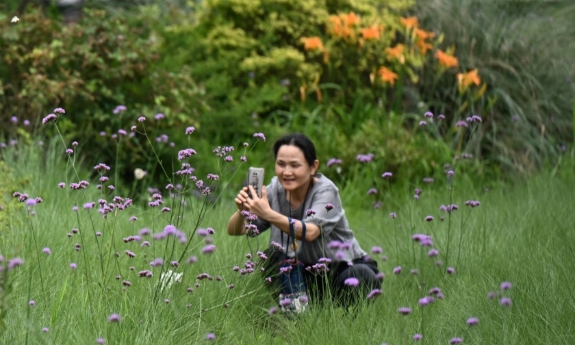 梅雨暫歇 人覓花香