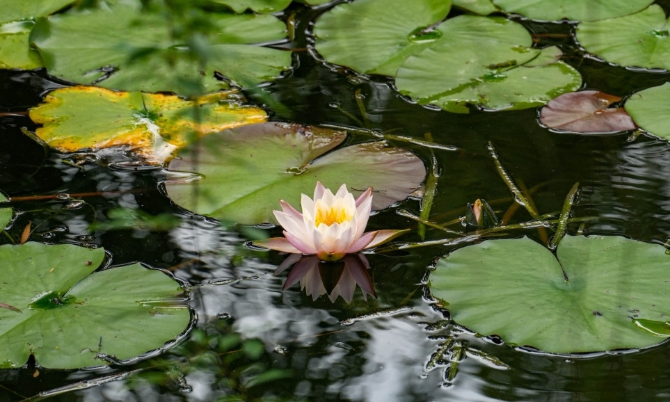 “莫奈花園”水上綻放