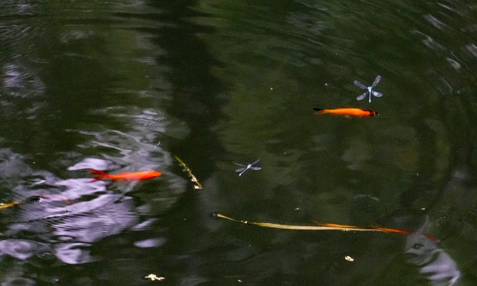 蜻蜓舞碧鏡 南湖映生機(jī)