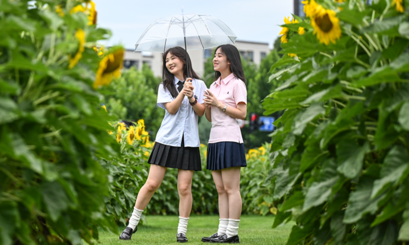 向日葵綻放 夏日浪漫來襲
