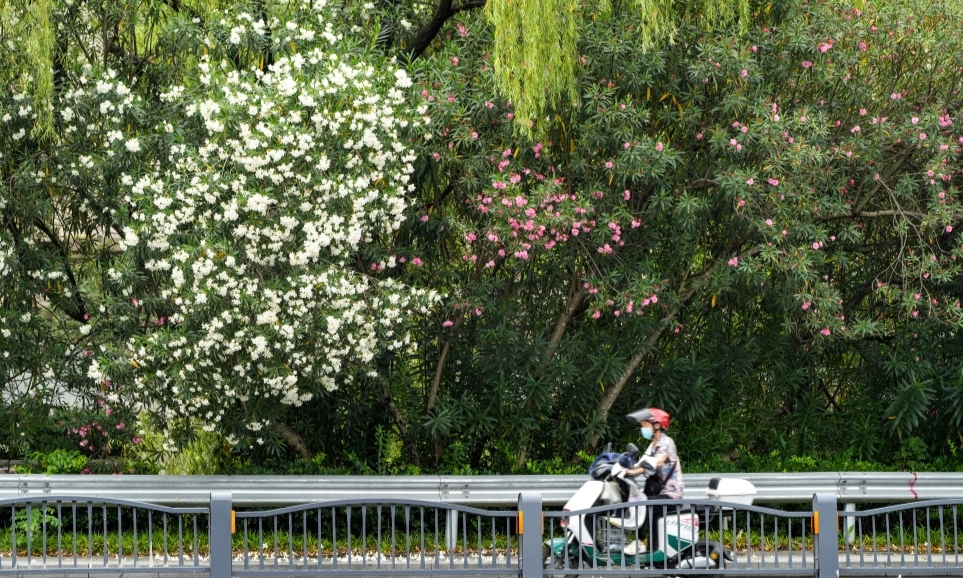 夏日通勤 穿行花徑