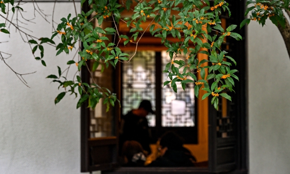 遲到的桂花香，你“吸”了嗎？