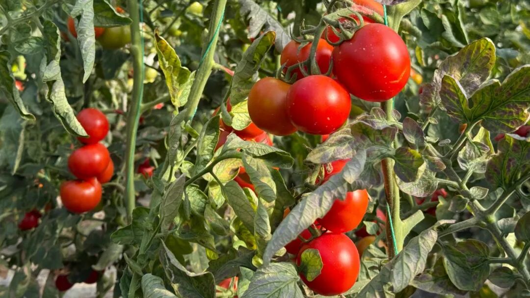 16133508280836.jpeg 图片