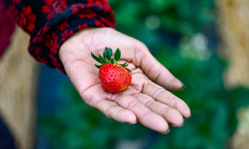 
                手捧“致富果”