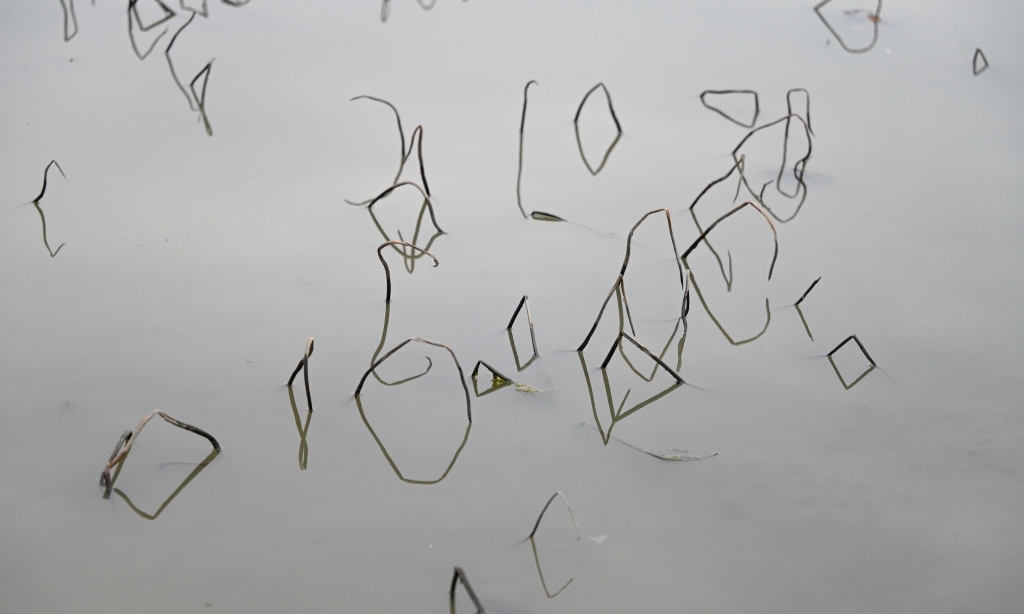 
                “藕”遇吴冠中作画