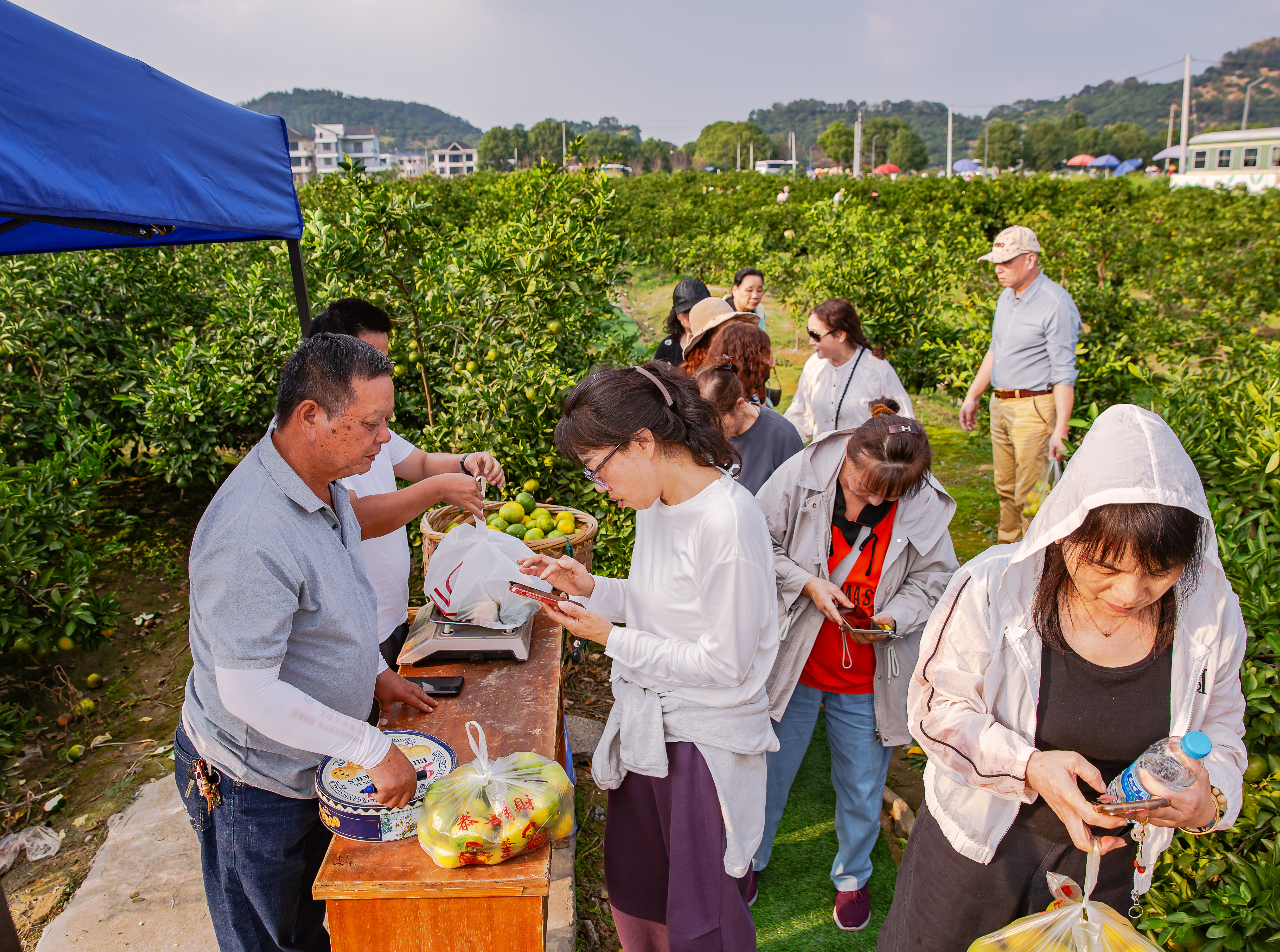 《乡村游采摘橘子》5邬振东摄于海宁市黄湾镇尖山村.jpg