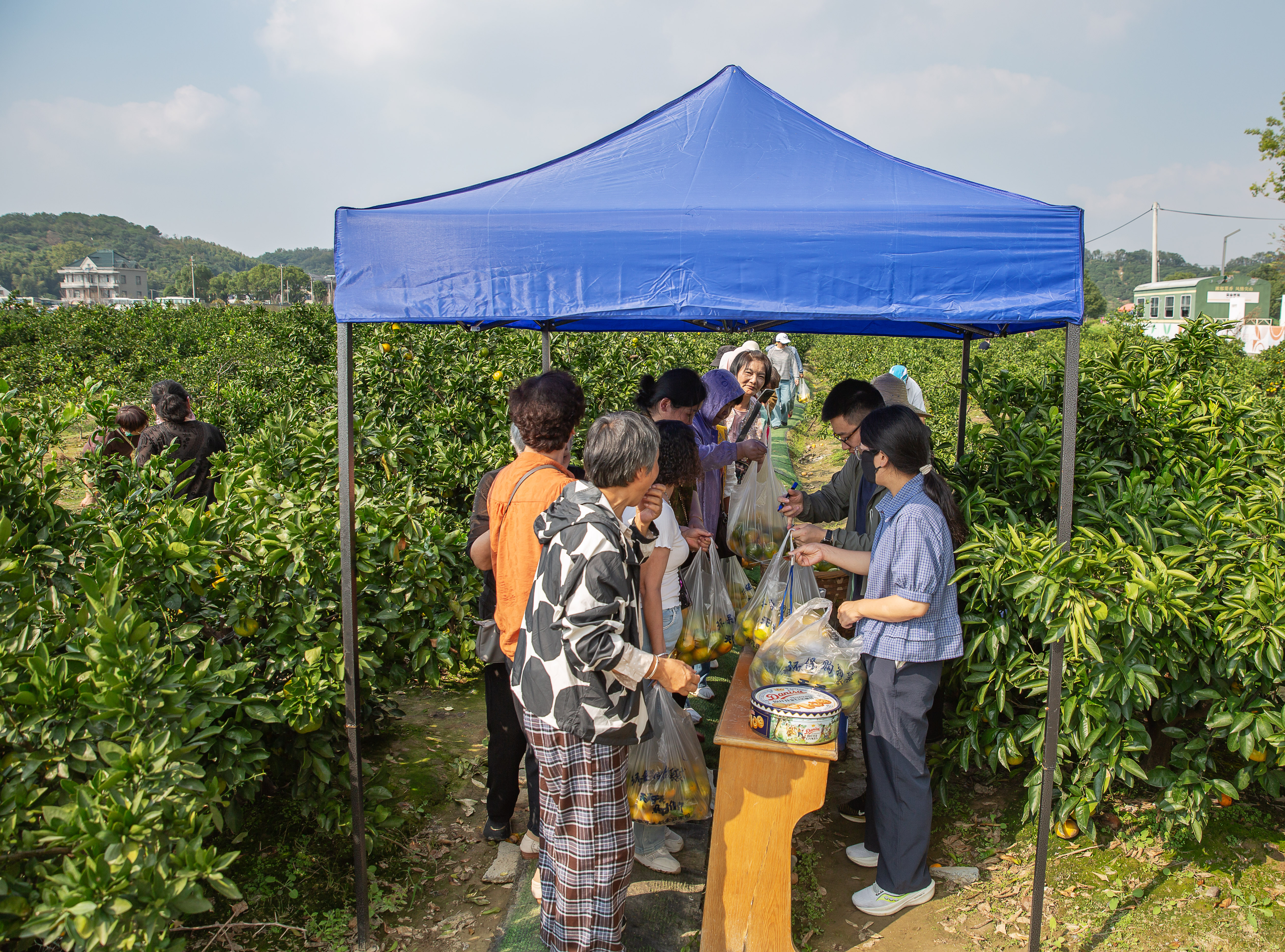 《乡村游采摘橘子》邬振东摄于海宁市黄湾镇尖山村.jpg