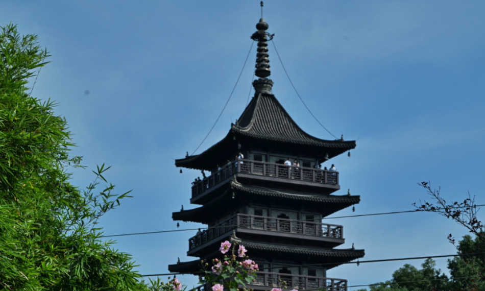
                重瓣木芙蓉盛开