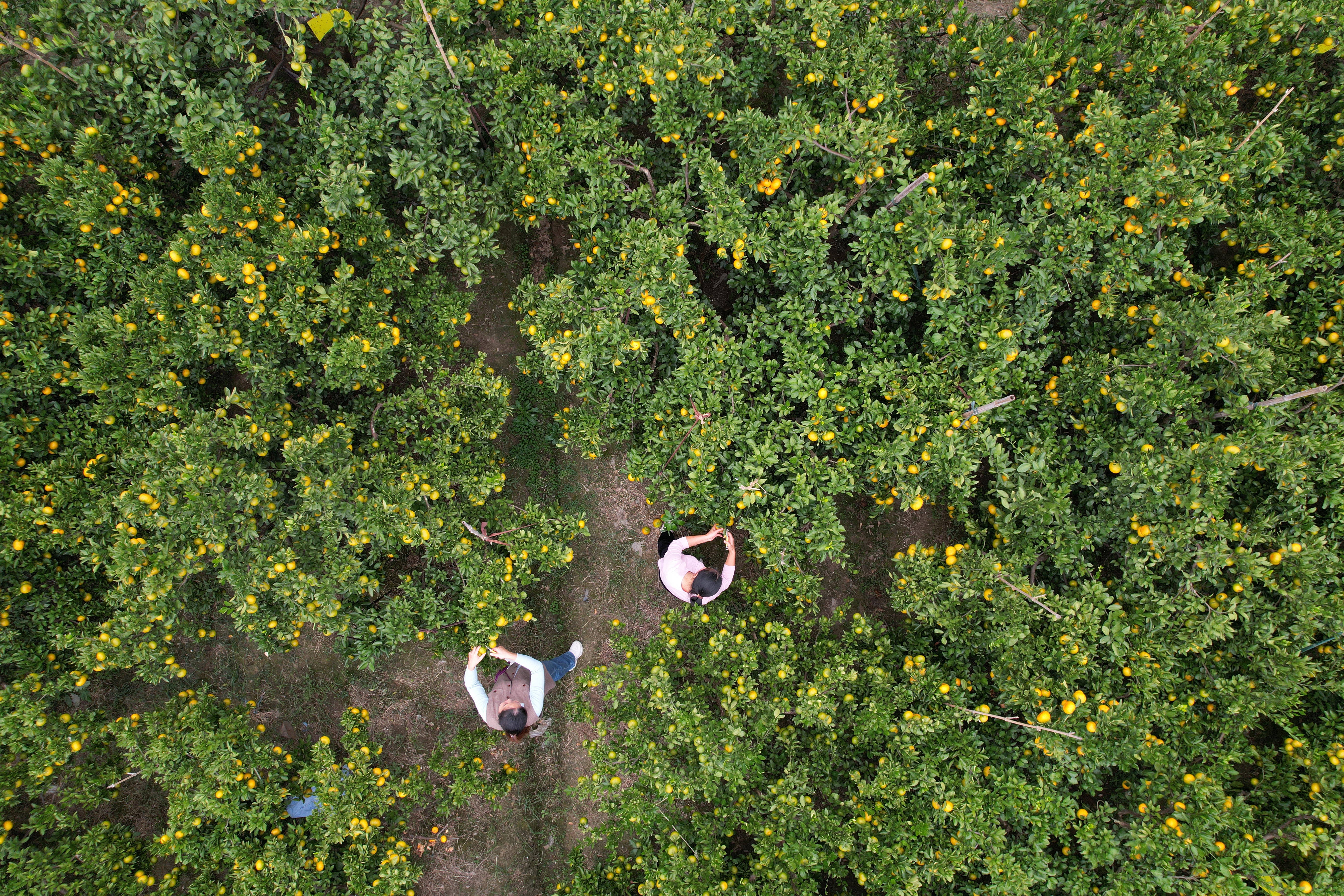 DJI_0243.jpeg