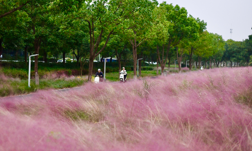 
                粉黛花开 扮靓通勤路