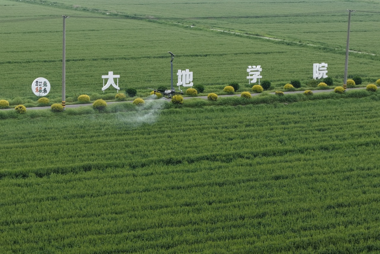 绿康稻田.jpg